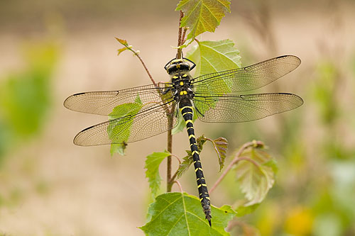 Golden Ringed Dragonfly